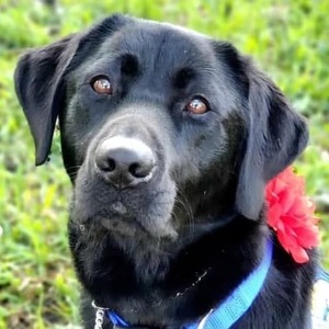 Center for Speech & Language